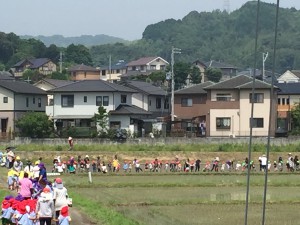 近くの幼稚園の田植え