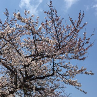 久しぶりに行った唐津市役所の桜は、ほぼ満開。青空に桜が映えてました。