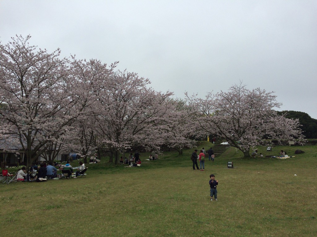 名護屋城の桜です。今年はここには行けないなぁーー。