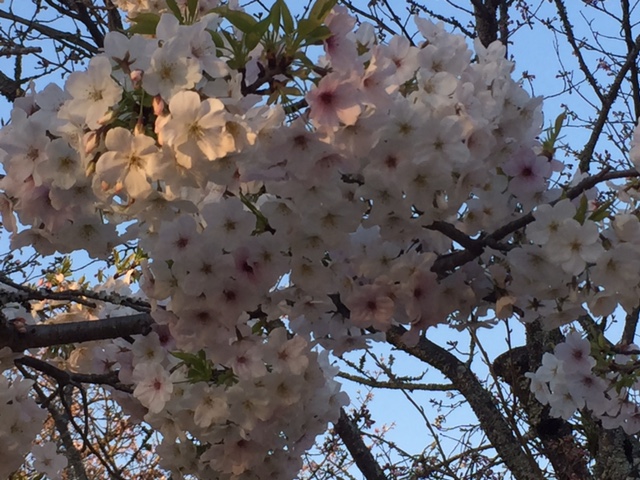 今年も、綺麗な桜をみたいですね。